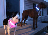 Buy 1 Get 1! - Safety Glowing Dog Collars and Leashes By Pet Lovers Club