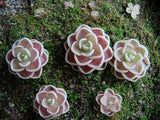 40 Seeds Per Pack - Lithops Pseudotruncatella