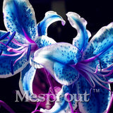 100 Seeds Per Pack - 20 Colors Lily Seeds By Mesprout