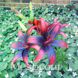 100 Seeds Per Pack - 20 Colors Lily Seeds By Mesprout
