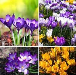 20 Seeds Per Pack - Saffron Crocus Seeds