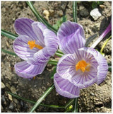 20 Seeds Per Pack - Saffron Crocus Seeds