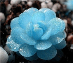 40 Seeds Per Pack - Lithops Pseudotruncatella