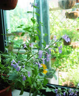 100 Seeds Per Pack -  Mentha Arvensis (Field Mint)Aromatic Herb Plant