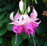 40 Seeds Per Pack - Fuchsia Seed Pods